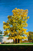 Gingko tree {Gingko biloba} in Autumn. Europe.