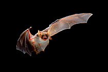 Greater mouse-eared bat {Myotis myotis} in flight, Europe.