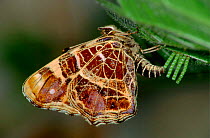Map butterfly {Araschnia levana} laying eggs on a nettle, Europe.
