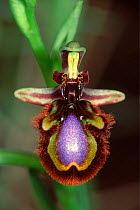 Portrait of Mirror orchid {Ophrys speculum}, Europe.