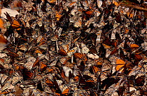 Monarch butterflies roosting {Danaus plexippus}, Mexico.