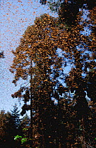 Mass of Monarch butterflies flying near roost trees, wintering in Mexico.