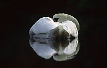 Mute swan {Cygnus olor} reflection resting on water, Europe.