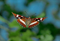 Poplar admiral butterfly in flight, Europe.