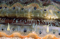Close-up of a Queen scallop mantle and eyes. Europe.