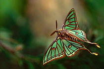 Captive Spanish moon moth {Graellsia isabellae} male in flight, Europe.