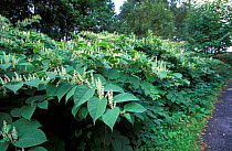 Japanese knotweed {Fallopia japonica} noxious invasive weed, UK.