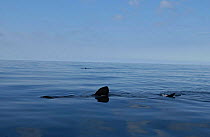 Basking shark {Cetorhinus maximus} dorsal fin at surface, Cornwall, UK.