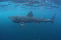 Basking shark {Cetorhinus maximus} feeding, Cornwall, UK.