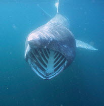 Basking shark {Cetorhinus maximus} feeding, Cornwall, UK.