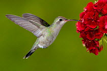 Broad-billed Hummingbird {Cyanthus latirostris} female feeding on garden flowers, USA.