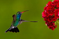 Broad-billed Hummingbird {Cyanthus latirostris} male feeding on garden flowers, USA.