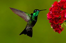 Magnificent Hummingbird {Eugenes fulgens} juvenile feeding on garden flowers, USA.