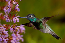 Magnificent Hummingbird {Eugenes fulgens} adult feeding on garden flowers, USA.