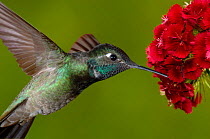 Magnificent Hummingbird {Eugenes fulgens} juvenile feeding on garden flowers, USA.