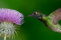 Magnificent Hummingbird {Eugenes fulgens} adult feeding on garden flowers, USA.