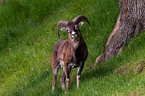 Adult Mouflon {Ovis musimon}, France.