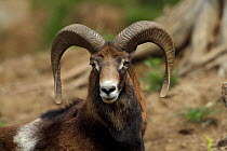 Portrait of an adult Mouflon {Ovis musimon}, France.