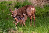 Roe deer {Capriolus capriolus} doe and kid suckling, France. Doe licking fawn to stimulate it to excrete.