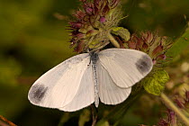 Wood White butterfly {Leptidea sinapsis} resting on flower, France.