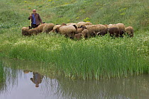 Shepherd with herd of sheep next to freshwater, Bulgaria.