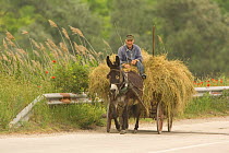 Man driving a Donkey cart filled with hay, Bulgaria.