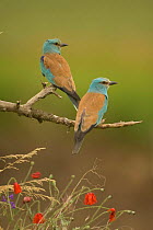 Two Common / European rollers {Coracias gamulus} on perched, Bulgaria.