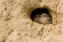Northern wheatears {Oenanthe oenanthe} chicks in cliff side nest, Bulgaria.