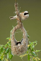 Male + female Penduline tits {Remiz pendulinus} at nest, Bulgaria.