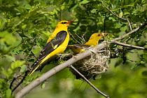 Male and female Golden oriole pair {Oriolus oriolus} at nest, Bulgaria.