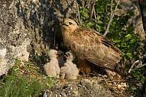 Long-legged buzzard {Buteo rufinus} adult on nest with chicks, Bulgaria.