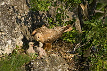 Long-legged buzzard {Buteo rufinus} adult feeding chicks on nest, Bulgaria.