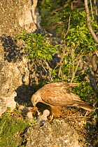 Long-legged buzzard {Buteo rufinus} adult feeding chicks on nest, Bulgaria.