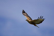 Long-legged buzzard {Buteo rufinus} in flight, Bulgaria.