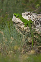 Green lizard {Lacerta viridis} basking on rock, Bulgaria.