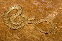 Dice snake {Natrix tessallata} basking on rock, Bulgaria.