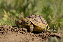Hermann's tortoise {Testudo hermanni} walking, Bulgaria.