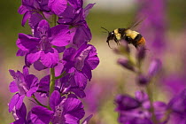 Cullum's bumblebee {Bombus cullumanus} flying to Larkspur {Consolida ajacis} Bulgaria.