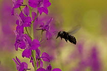 Carpenter bee {Xylocopa violacea} adult flying to Larkspur {Consolida ajacis}, Bulgaria.