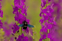 Carpenter bee {Xylocopa violacea} adult feeding on Larkspur {Consolida ajacis}, Bulgaria.