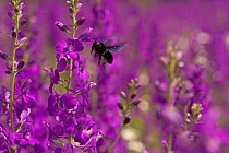 Carpenter bee {Xylocopa violacea} adult flying to Larkspur {Consolida ajacis}, Bulgaria.