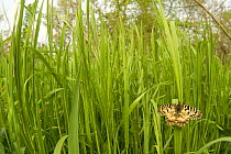 Southern festoon butterfly {Zerynthia polyxena} resting on grass, Bulgaria.