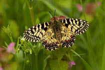 Southern festoon butterfly {Zerynthia polyxena} at rest, Bulgaria.