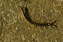 Centipede {Scolopendra cingulatus}, Bulgaria.