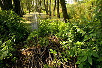 European Beaver wetland habitat, Mazuren, Poland.