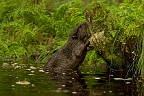 European beaver {Castor fiber} in water feeding on the bark from a tree stump, Mazuren, Poland.