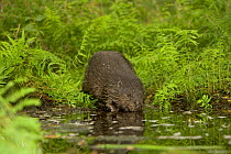 European beaver {Castor fiber} drinking from river bank, Mazuren, Poland.