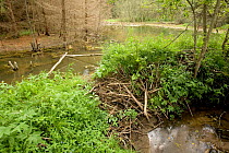 European beaver {Castor fiber} dam, Lettland / Latvia.