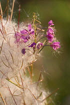 Great willow-herb {Epilobium hirsutum} flowers and seeds, Estonia.