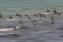 Ringed plover {Charadrius hiaticula} + Dunlin {Calidris alpina} flocks in flight.